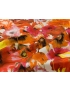 Mtr. 1.00 Silk Satin Fabric Floral Orange