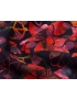 Mtr. 1.00 Silk Chiffon Fabric Lamè Dot Floral Blue Coral Red Emanuel Ungaro
